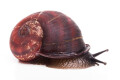 Oligospira waltoni Deniyaya, Sri Lanka adult F1